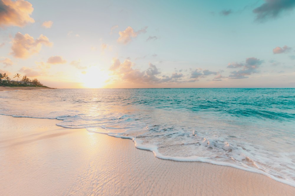 White sand beach with palm